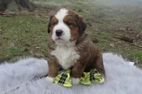 Bear, a male Bernese Mountain Dog and Saint Bernard for sale in Xenia, IL – Photo 6 of 6