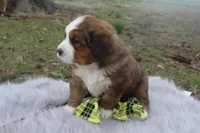 Bear, a male Bernese Mountain Dog and Saint Bernard for sale in Xenia, IL – Photo 2 of 6