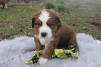 Bear, a male Bernese Mountain Dog and Saint Bernard for sale in Xenia, IL – Photo 3 of 6