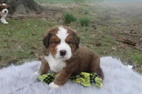 Bear, a male Bernese Mountain Dog and Saint Bernard for sale in Xenia, IL – Photo 4 of 6