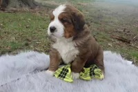 Bear, a male Bernese Mountain Dog and Saint Bernard for sale in Xenia, IL – Photo 5 of 6