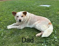 Girl 5, a female Australian Cattle Dog for sale in Xenia, IL – 9 of 9
