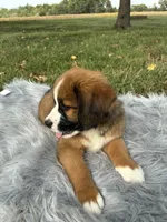 Max, a male Bernese Mountain Dog and Saint Bernard for sale in Xenia, IL – 4 of 9