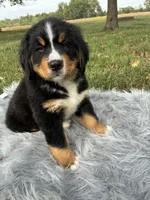 Cooper, a male Bernese Mountain Dog and Saint Bernard for sale in Xenia, IL – 3 of 8