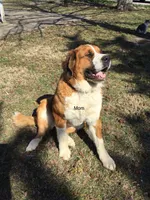 Chloe, a female Bernese Mountain Dog and Saint Bernard for sale in Xenia, IL – 8 of 9