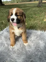 Max, a male Bernese Mountain Dog and Saint Bernard for sale in Xenia, IL – 2 of 9
