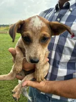 Girl 5, a female Australian Cattle Dog for sale in Xenia, IL – 5 of 7