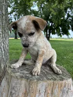 Girl 1, a female Australian Cattle Dog for sale in Xenia, IL – 4 of 10