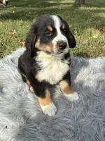 Rocky, a male Bernese Mountain Dog and Saint Bernard for sale in Xenia, IL – 3 of 9