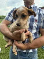 Girl 5, a female Australian Cattle Dog for sale in Xenia, IL – 3 of 7