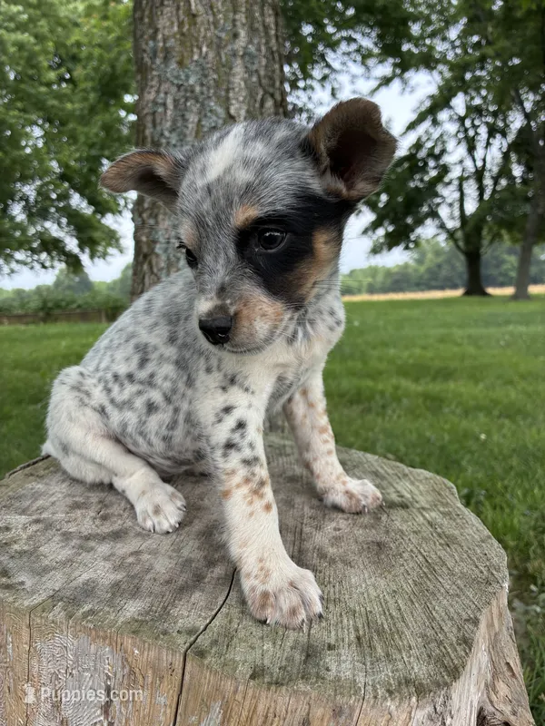 Girl 6 – Australian Cattle Dog puppy for sale in Xenia, IL