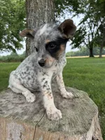 Girl 6, a female Australian Cattle Dog for sale in Xenia, IL – 1 of 10