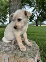 Girl 4, a female Australian Cattle Dog for sale in Xenia, IL – 3 of 9