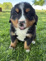 Belle, a female Bernese Mountain Dog for sale in Xenia, IL – Photo 2 of 5