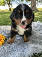 Belle, a female Bernese Mountain Dog for sale in Xenia, IL – Photo 3 of 5