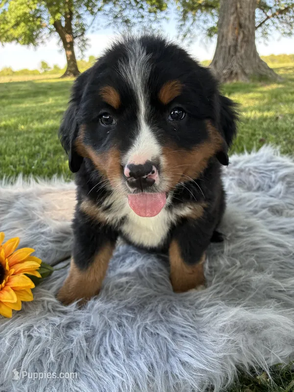 Belle – Bernese Mountain Dog puppy for sale in Xenia, IL