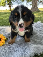 Belle, a female Bernese Mountain Dog for sale in Xenia, IL – Photo 1 of 5