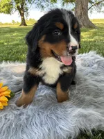 Belle, a female Bernese Mountain Dog for sale in Xenia, IL – Photo 4 of 5