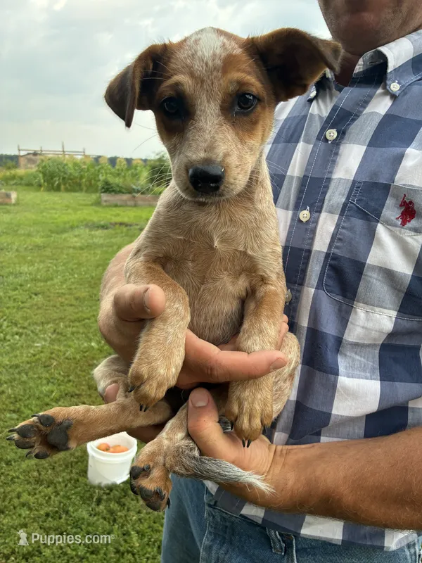 Girl 5 – Australian Cattle Dog puppy for sale in Xenia, IL