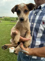 Girl 5, a female Australian Cattle Dog for sale in Xenia, IL – 1 of 7