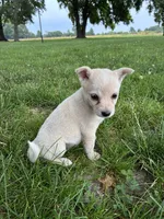Girl 2, a female Australian Cattle Dog for sale in Xenia, IL – 2 of 9
