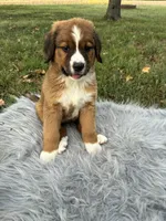 Maggie, a female Bernese Mountain Dog and Saint Bernard for sale in Xenia, IL – 2 of 10