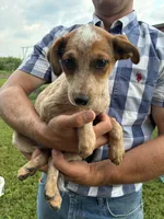 Girl 5, a female Australian Cattle Dog for sale in Xenia, IL – 2 of 7