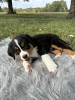 Daisy, a female Bernese Mountain Dog and Saint Bernard for sale in Xenia, IL – 5 of 10