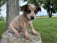 Girl 5, a female Australian Cattle Dog for sale in Xenia, IL – 4 of 9