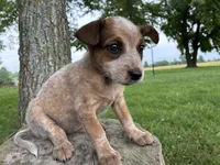 Girl 5, a female Australian Cattle Dog for sale in Xenia, IL – 1 of 9