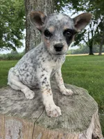 Girl 6, a female Australian Cattle Dog for sale in Xenia, IL – 3 of 10