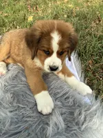 Molly, a female Bernese Mountain Dog and Saint Bernard for sale in Xenia, IL – 3 of 10