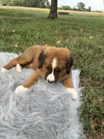 Maggie, a female Bernese Mountain Dog and Saint Bernard for sale in Xenia, IL – 3 of 10