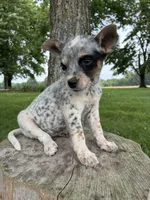 Girl 6, a female Australian Cattle Dog for sale in Xenia, IL – 8 of 10