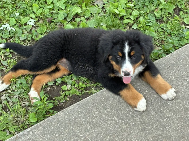 Jasmine – Bernese Mountain Dog puppy for sale in Xenia, IL