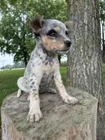 Girl 6, a female Australian Cattle Dog for sale in Xenia, IL – 2 of 10