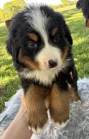 Charlie, a male Bernese Mountain Dog for sale in Xenia, IL – Photo 4 of 6