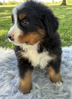 Charlie, a male Bernese Mountain Dog for sale in Xenia, IL – Photo 3 of 6