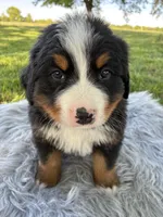 Charlie, a male Bernese Mountain Dog for sale in Xenia, IL – Photo 5 of 6