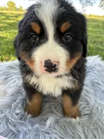 Charlie, a male Bernese Mountain Dog for sale in Xenia, IL – Photo 2 of 6