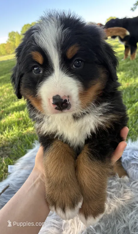 Charlie – Bernese Mountain Dog puppy for sale in Xenia, IL