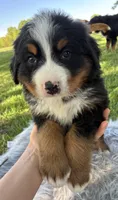 Charlie, a male Bernese Mountain Dog for sale in Xenia, IL – Photo 1 of 6