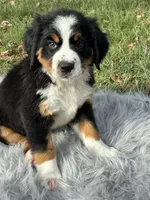 Chloe, a female Bernese Mountain Dog and Saint Bernard for sale in Xenia, IL – 3 of 9