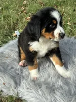 Chloe, a female Bernese Mountain Dog and Saint Bernard for sale in Xenia, IL – 4 of 9