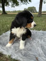 Daisy, a female Bernese Mountain Dog and Saint Bernard for sale in Xenia, IL – 7 of 10
