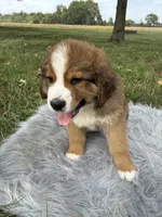 Bear, a male Bernese Mountain Dog and Saint Bernard for sale in Xenia, IL – 4 of 10