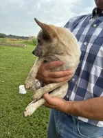 Girl 1, a female Australian Cattle Dog for sale in Xenia, IL – 4 of 7