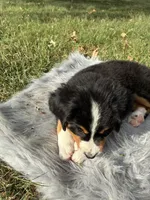 Daisy, a female Bernese Mountain Dog and Saint Bernard for sale in Xenia, IL – 6 of 10