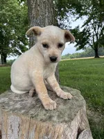 Girl 4, a female Australian Cattle Dog for sale in Xenia, IL – 6 of 9