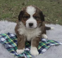 Teddy, a male Bernese Mountain Dog and Saint Bernard for sale in Xenia, IL – Photo 5 of 7